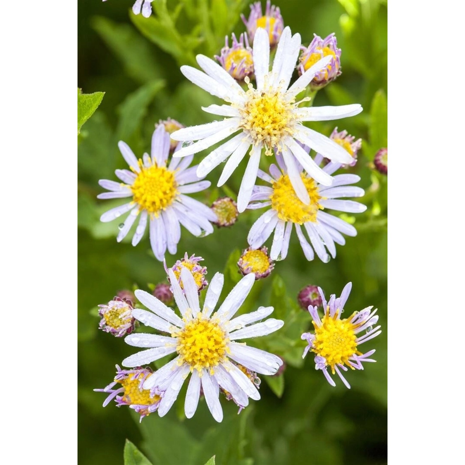 Aster Ageratoides Asran Herbstaster Ca. 9x9 cm Topf günstig online kaufen