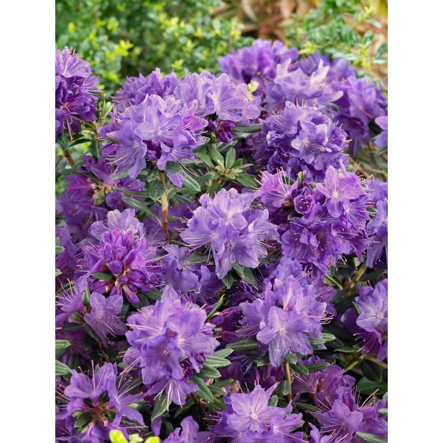Rhododendron Russatum Gletschernacht Dunkelviolett 30–40 cm günstig online kaufen