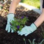 Gartenarbeit mit blau-weißen Gartenhandschuhen Größe 8 beim Einpflanzen von Blumen.