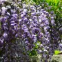 Blühender Blauregen (Wisteria floribunda) mit violetten Blüten als Kletterpflanze für den Garten.