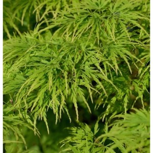Detailaufnahme eines grünen Fächerahorns (Acer palmatum Dissectum Viridis) als Hochstamm.
