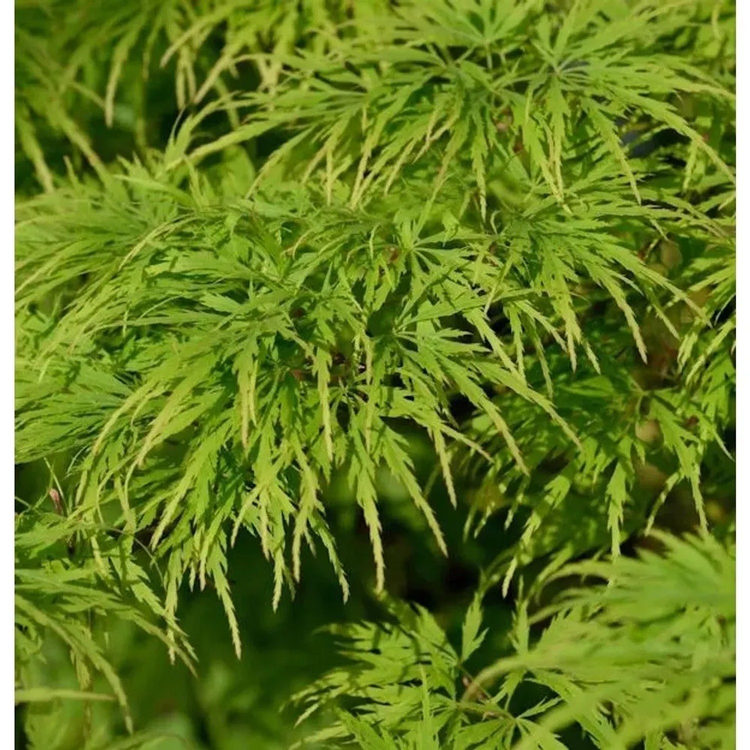 Hochstamm Fächerahorn Dissectum Viridis 80-100cm - Acer palmatum