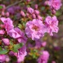Nahaufnahme der rosa blühenden Japanischen Azalee Thekla (Rhododendron obtusum).