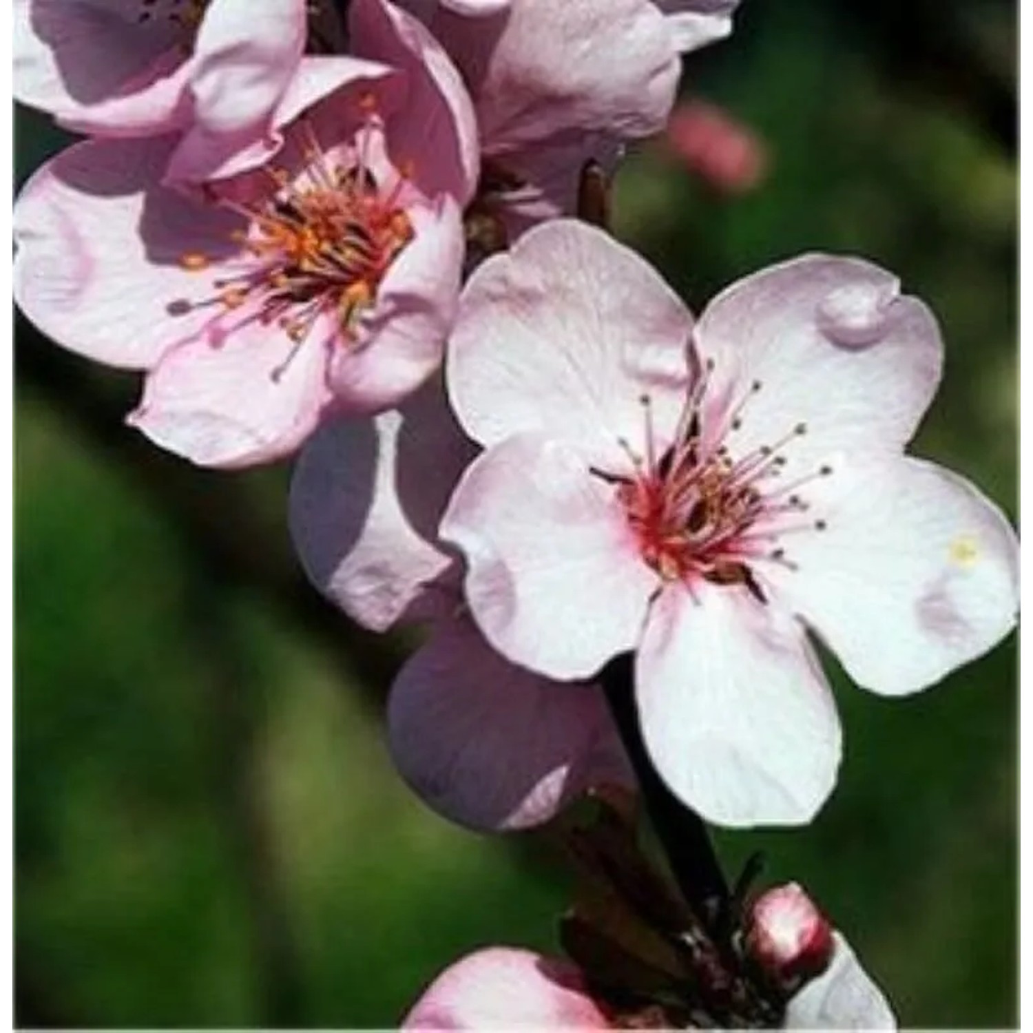 Eßbare Blutpflaume 80-100cm - Prunus cerasifera