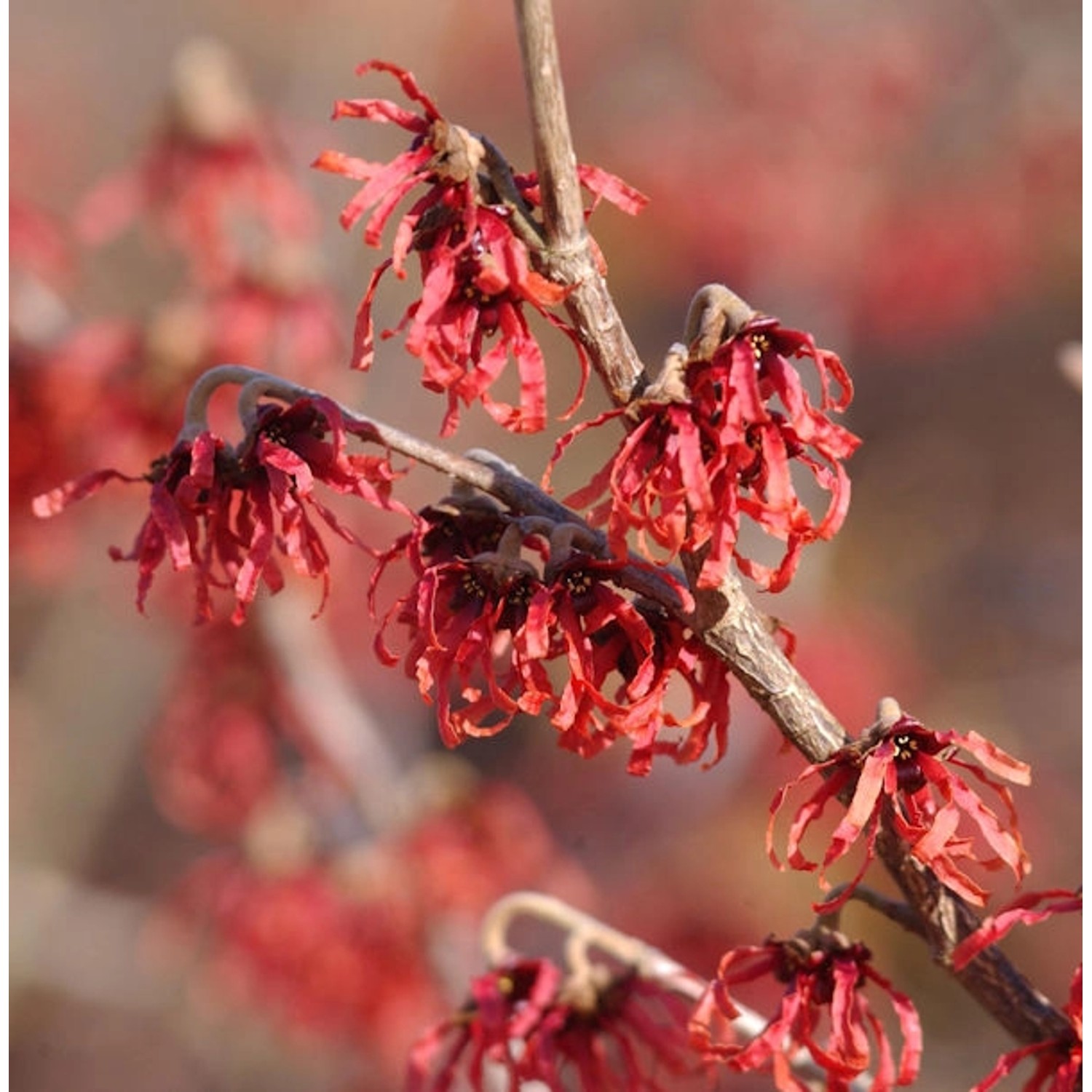 Zaubernuß Feuerzauber 100-125cm - Hamamelis intermedia günstig online kaufen