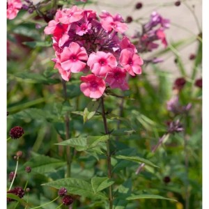 Rosa Flammenblume 'Cosmopolitan' (Phlox paniculata) im Gartenbeet.