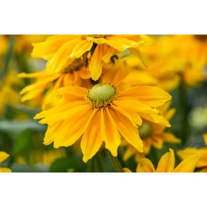 Nahaufnahme: Leuchtend gelber Sonnenhut "Sunbeckia" von GROW by OBI, ca. 20-30 cm hoch.