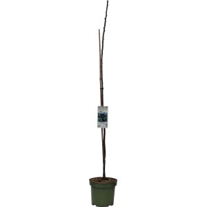 GROW by OBI Bio Säulenpflaume im Topf, schlank wachsender Pflaumenbaum für Garten und Balkon.