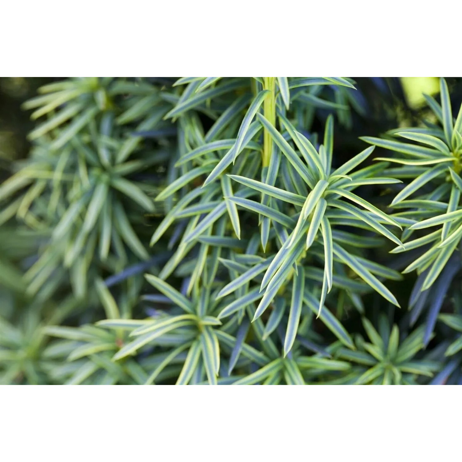 smaragd thuja günstig Thuja 