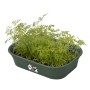 Grüne Elho Anzuchtschale Green Basics mit Salat und Kräutern, 24x17x6 cm.