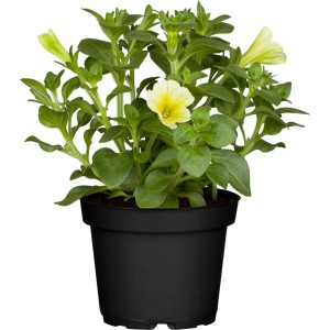 Gelb-gestreifte Petunie Potunia im Topf, eine attraktive Hängepflanze für Balkon und Garten.