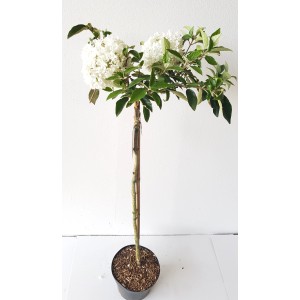 Pflanzen-Boering Schneeball-Stämmchen 'Eskimo' mit weißen Blüten im Topf.