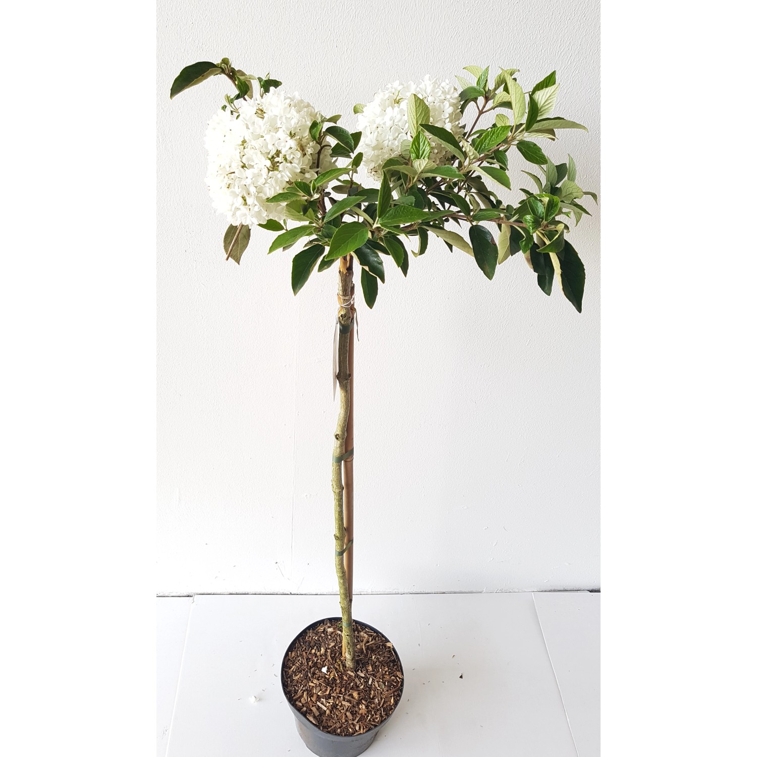 Pflanzen-Boering Viburnum Eskimo Schneeball-Stämmchen Gesamthöhe 120-130 cm günstig online kaufen