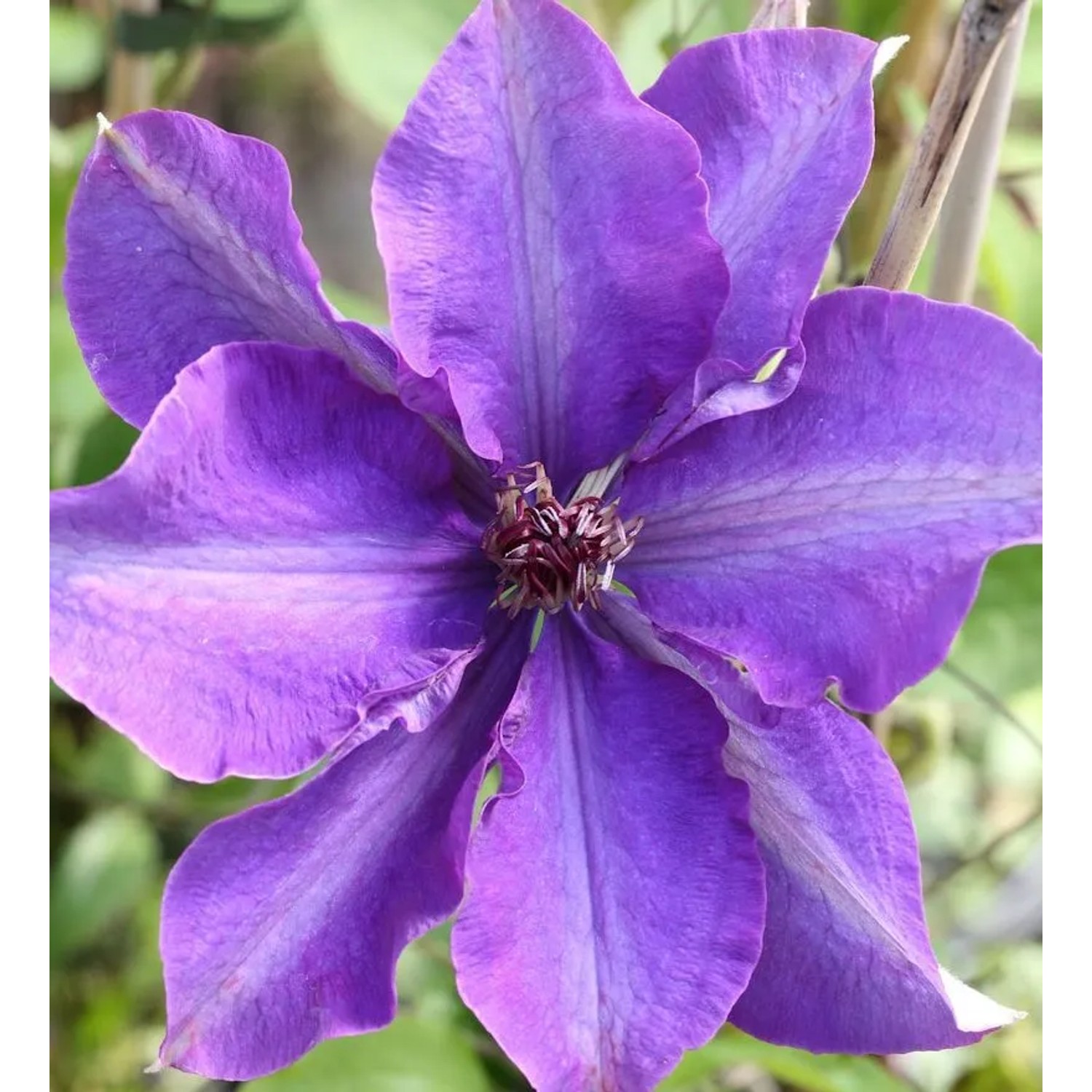 Waldrebe The President 40-60cm - Clematis The President