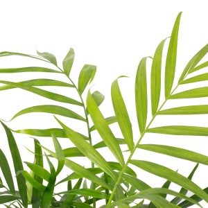 Grüne Bergpalme (Chamaedorea) als Zimmerpflanze mit gefiederten Blättern im Topf.