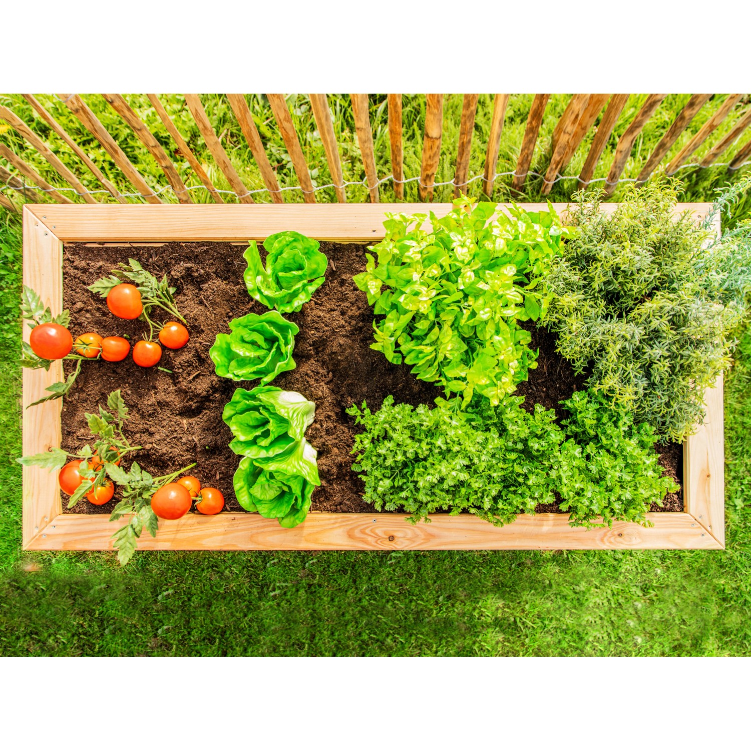 Westmann Hochbeet aus Lärche, 100x65x66 cm, bepflanzt mit Salat, Tomaten und Kräutern.