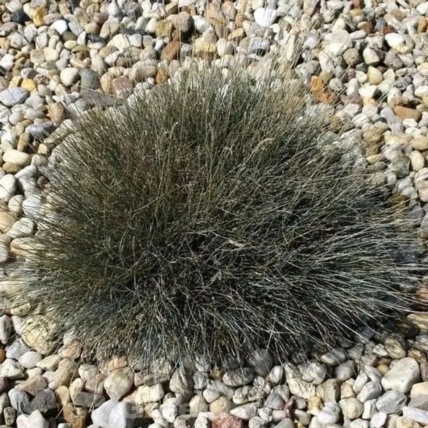 Walliser Schafschwingel Zwergenkönig - Festuca valesiaca