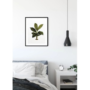 Komar Wandbild Elastica Leaf, 40x50 cm, mit detailreichem Blätter-Motiv im schwarzen Rahmen.