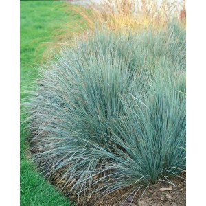 Foto von Blaustrahlhafer (Helictotrichon sempervirens) im 9x9 cm Topf, Ziergras für sonnige Standorte.