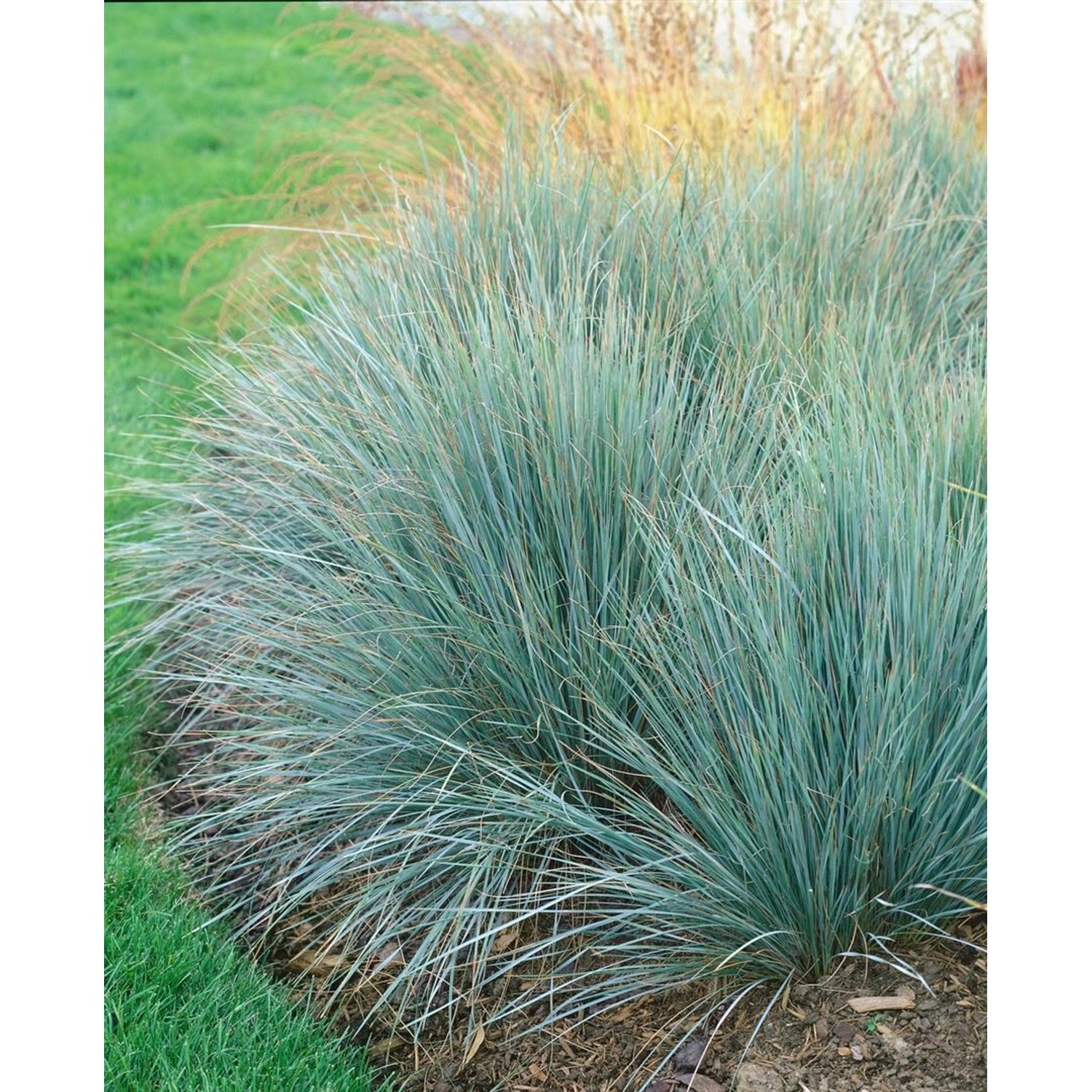 Helictotrichon Sempervirens Blaustrahlhafer Ca. 9x9 cm Topf günstig online kaufen