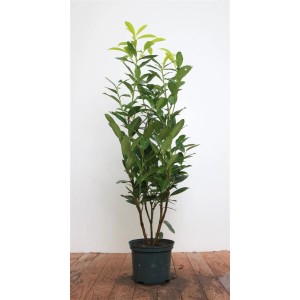 Kirschlorbeer 'Genolia' im Topf, 60-80 cm hoch. Immergrüne Heckenpflanze mit glänzenden Blättern.