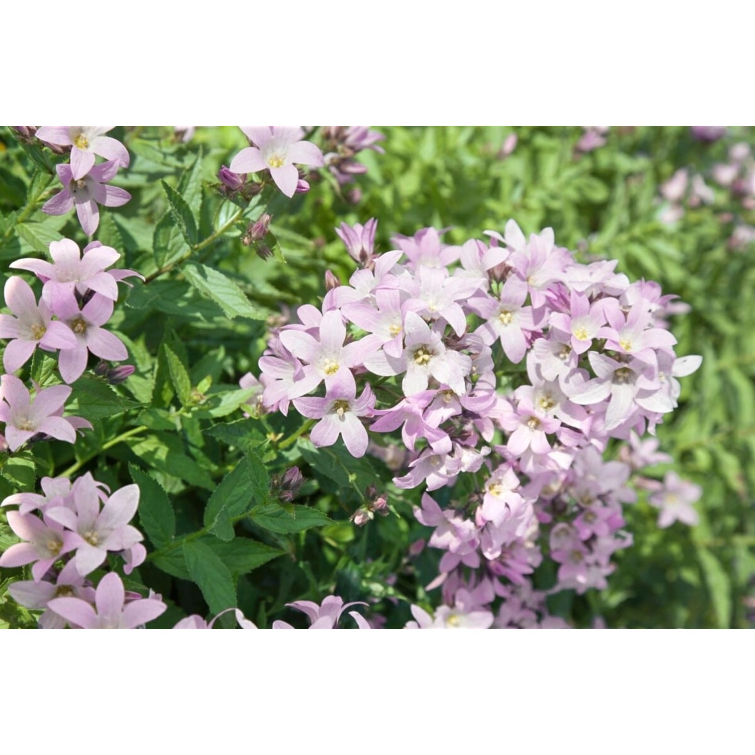 Campanula Lactiflora Loddon Anne Dolden Glockenblume Ca. 9x9 cm Topf günstig online kaufen
