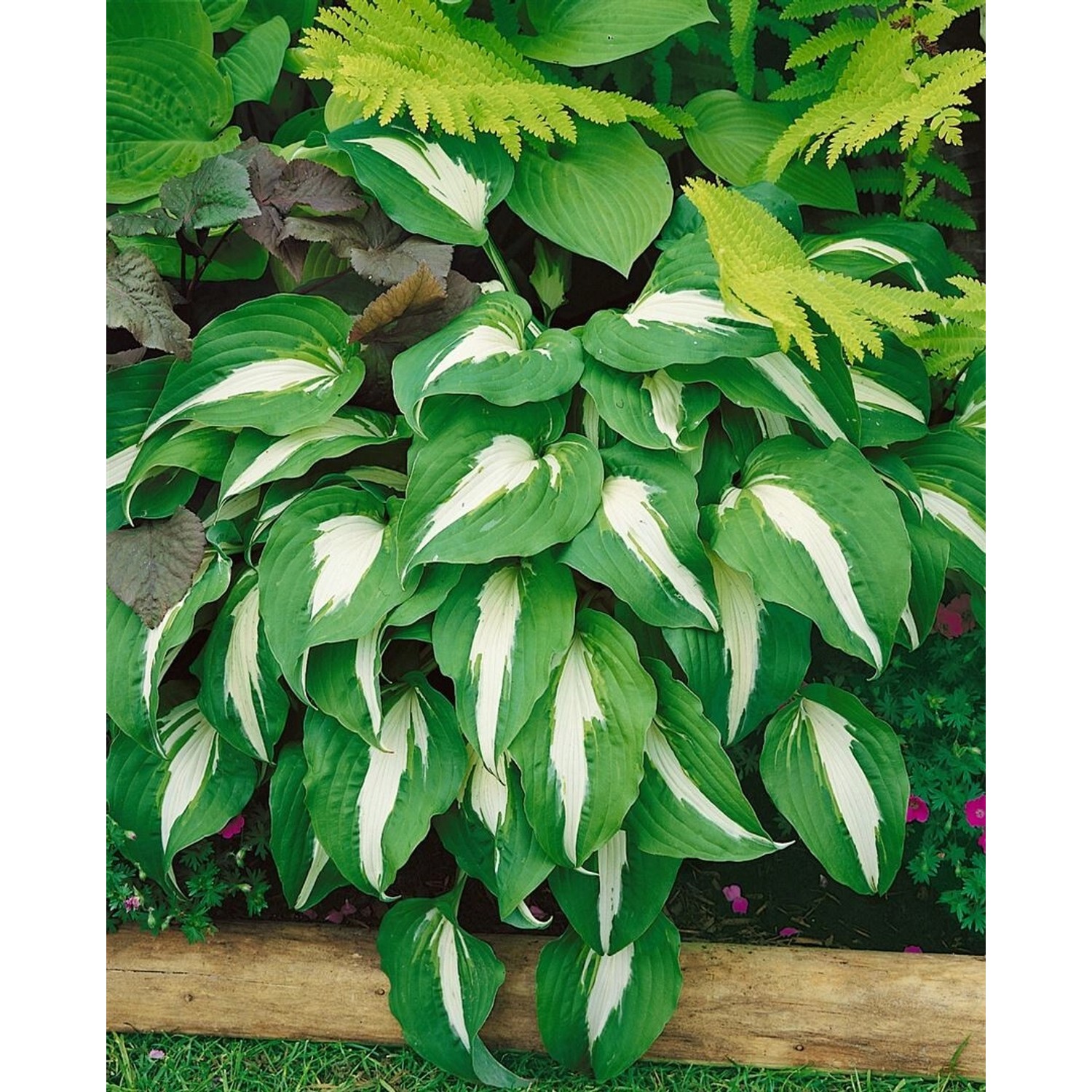 Hosta X Cult. Night Before Christmas Funkie Ca. 11x11 cm Topf günstig online kaufen