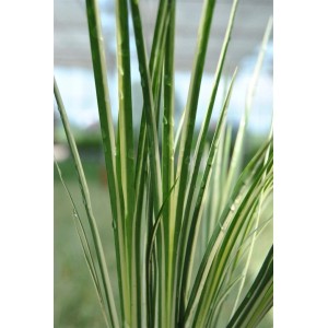 Grün-weißer Acorus Gramineus Variegatus (Kalmus) im 2-Liter-Topf.