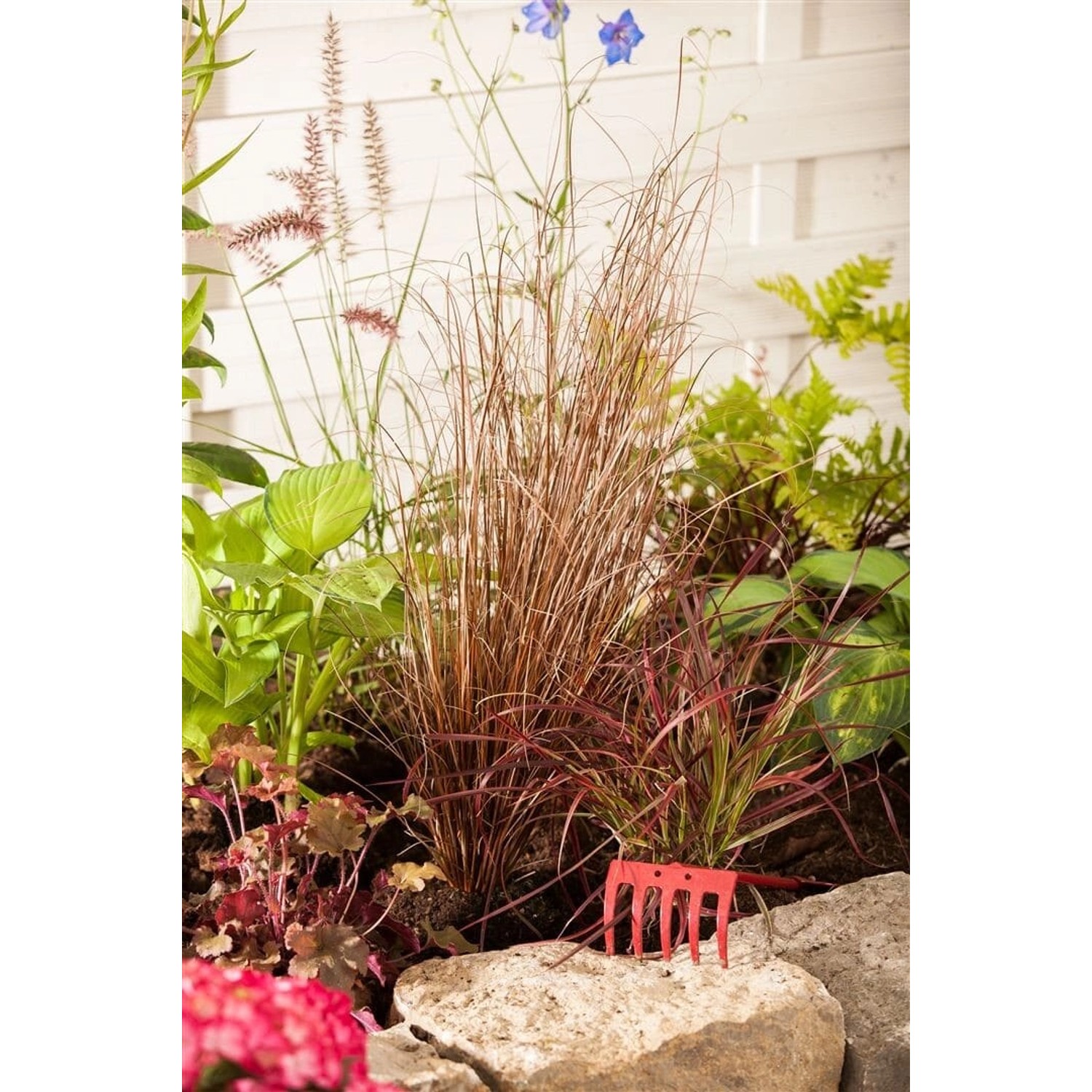 Carex Buchananii Fuchsrote Segge Ca. 2 Liter Container günstig online kaufen