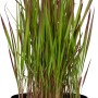 Japanisches Blutgras 'Red Baron' im Topf, braunrote Blattspitzen, ca. 40cm hoch.