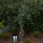 Lutec Dias Solar-Wegeleuchte, mattschwarz, neben einem Baum im Garten. Moderne Gartenbeleuchtung.