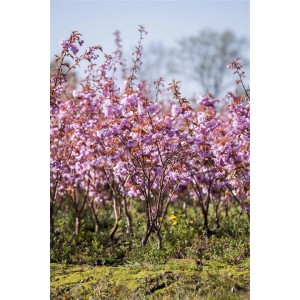 Japanische Blütenkirsche Kanzan mit rosa Blüten, Hausbaum für Garten und Park.