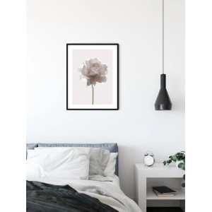 Wandbild Rose, 30x40 cm, mit zarter Blüte im schwarzen Rahmen. Dekorative Bilder für Ihr Zuhause.