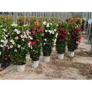 Mehrere GROW by OBI Dipladenia Pyramiden XL Bicolor in Weiß, Rosa und Rot im Topf.