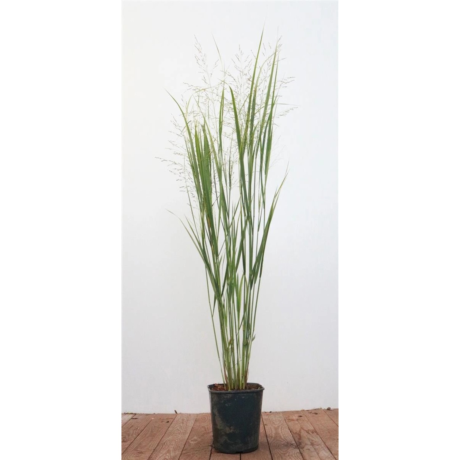 Panicum Virgatum Northwind Rutenhirse Aufrecht 3-5 Liter Container günstig online kaufen
