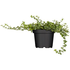 Kriechspindel Minimus im Topf, grüne Blätter. Immergrüner Bodendecker für Garten und Grab.