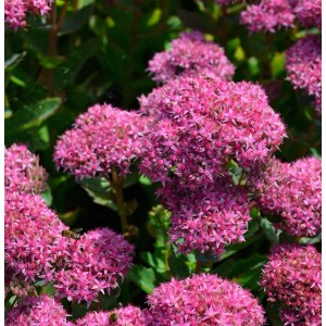 Nahaufnahme der großen Fetthenne 'Munstead Dark Red' (Sedum telephium) mit pinkfarbenen Blüten.