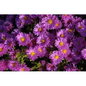 Nahaufnahme der violetten Kissenaster Kassel im 9x9 cm Topf. Kompakte Staude mit gelben Blütenzentren.