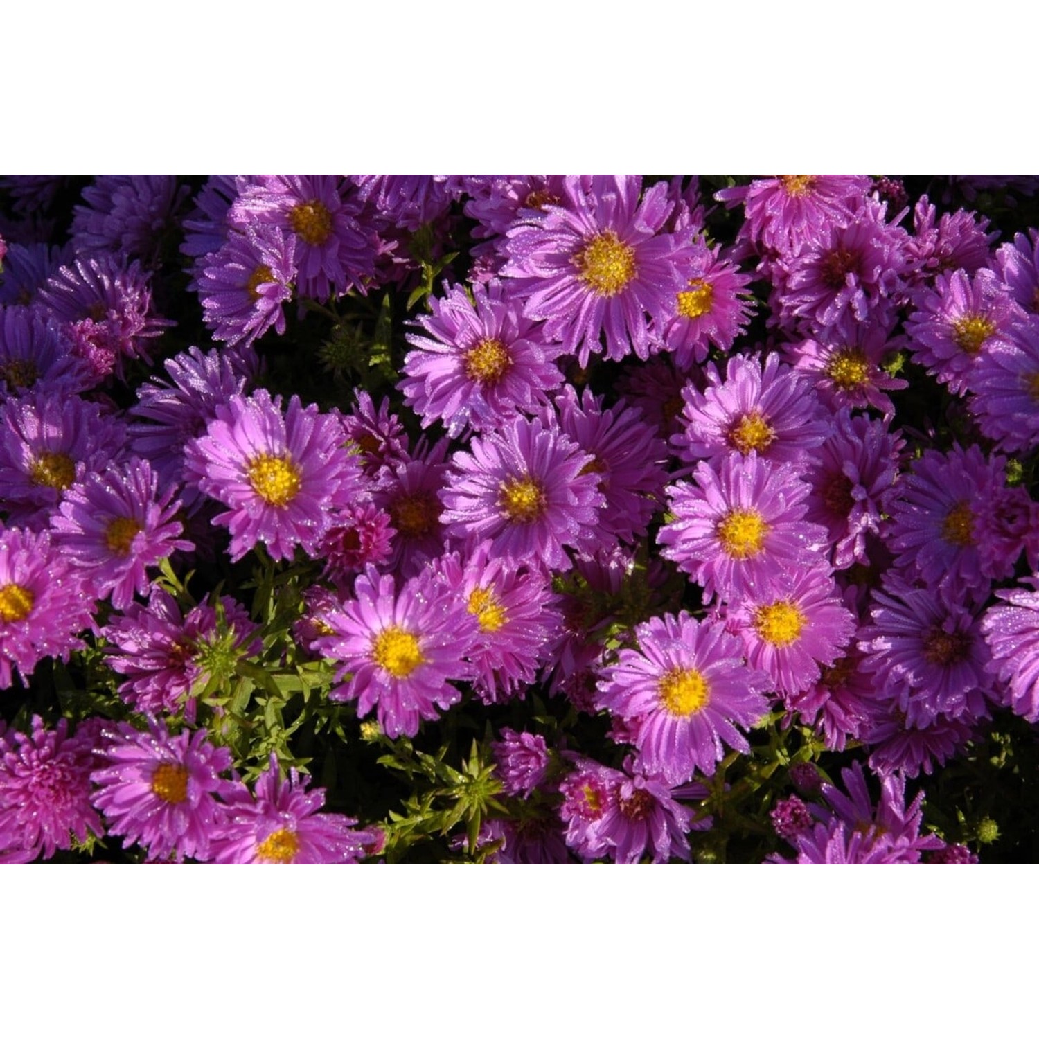 Aster Dumosus Kassel Kissenaster Ca. 9x9 cm Topf günstig online kaufen