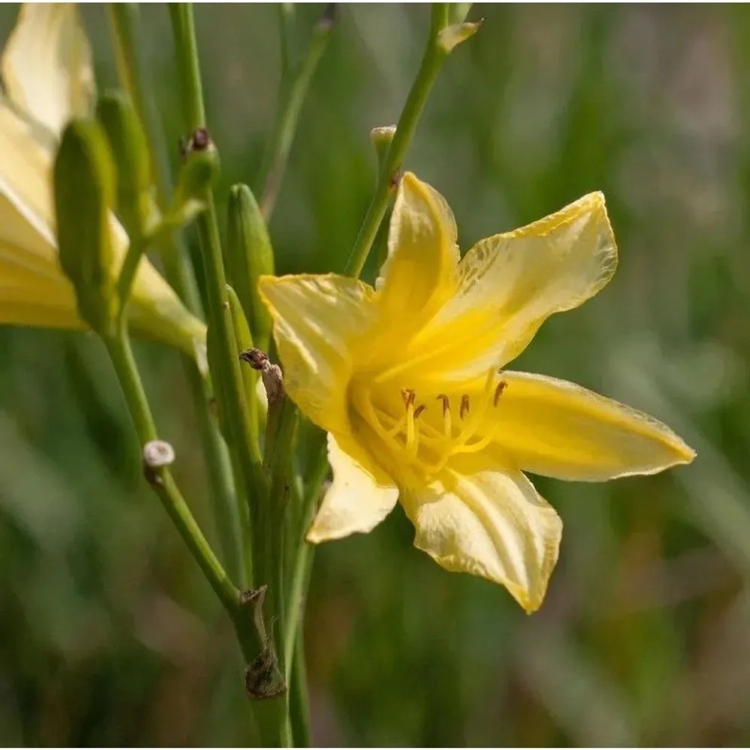 Hohe Taglilie - Hemerocallis altissima