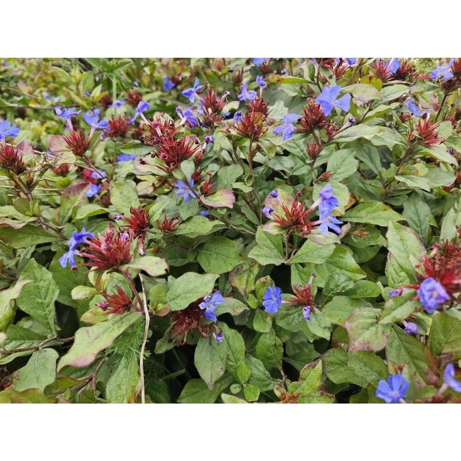 Chinesischer Bleiwurz: Bodendecker mit blauen Blüten und grünem Laub, 9cm Topf, 12er Set.