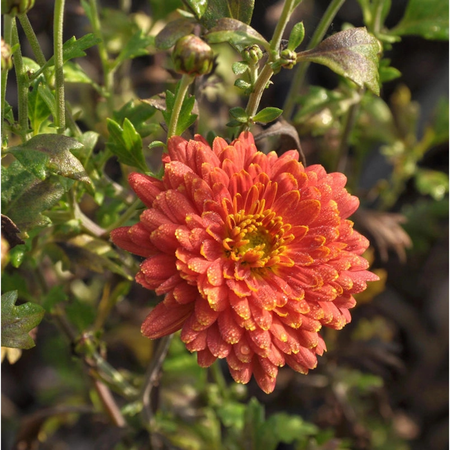 Winteraster Raubritter - Chrysanthemum hortorum günstig online kaufen