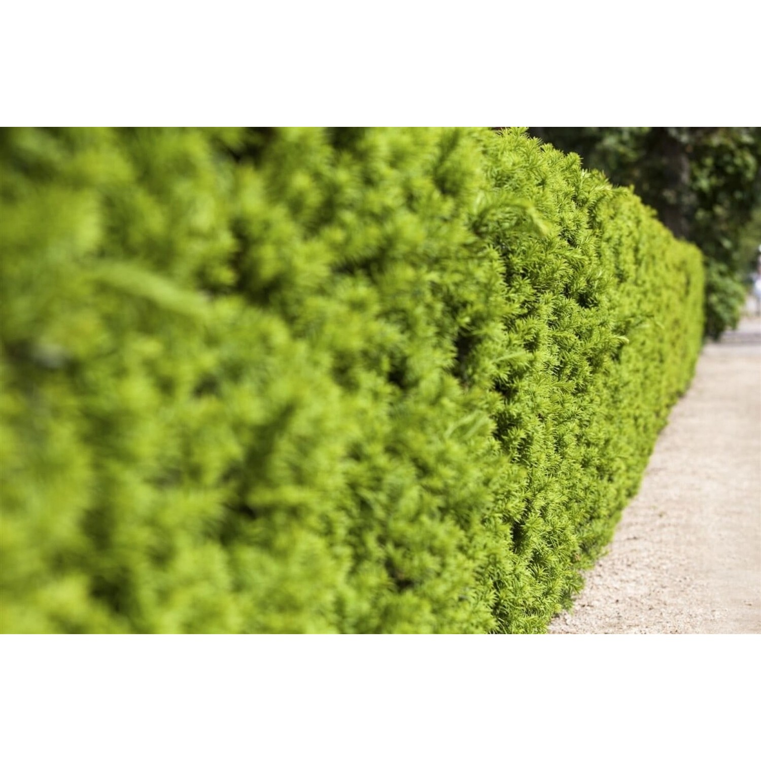 Taxus media 'Hicksii' 125-150 cm günstig online kaufen
