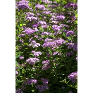 Nahaufnahme des Spiraea Japonica 'Little Princess' mit zartrosa Blüten und grünen Blättern.