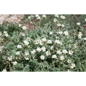 Goldgelber Storchschnabel (Erodium Chrysanthum) im 9x9 cm Topf, blühende Staude mit silbrigem Laub.