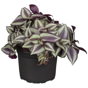 Dreimasterblume 'Jew Purple' im Topf, Zimmerpflanze mit violett-grünen Blättern.