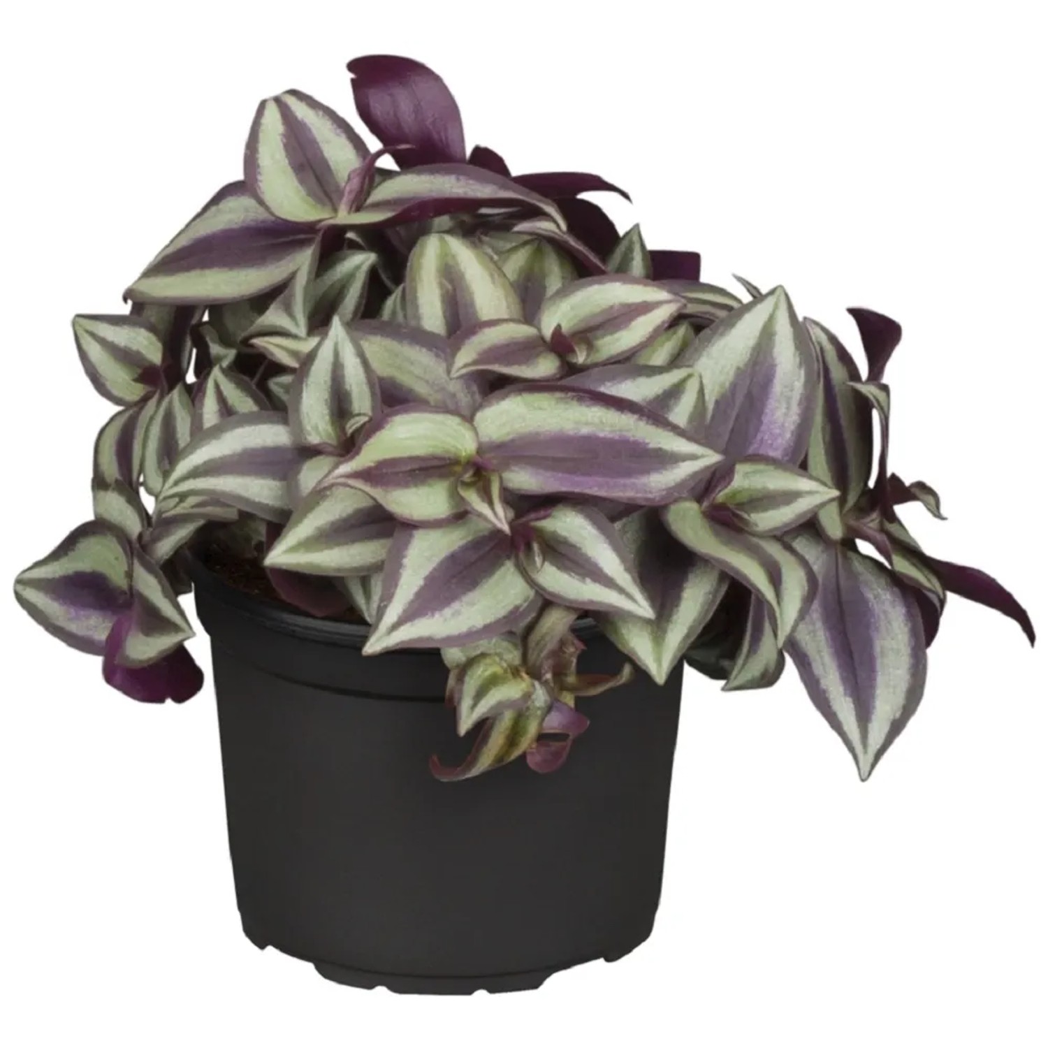 Tradescantia Jew Purple 10-20 cm Hhe 13 cm Topf- kaufen bei OBI