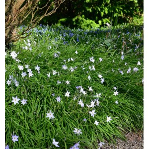 Blühende Sternblume 'Alberto Castillo' (Ipheion uniflorum) im Garten.