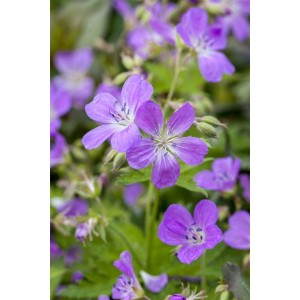 Nahaufnahme des blühenden Wiesen-Storchschnabels (Geranium pratense) im 9x9 cm Topf. Blaue Blütenblätter.