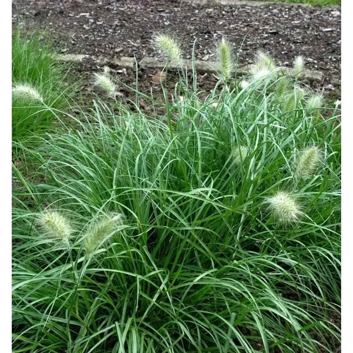 Wolliges Federborstengras - Pennisetum villosum